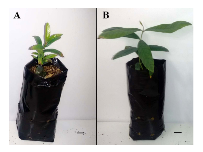 Plantas de Qualea dichotoma com cento e vinte dias de idade (30 dias de germinação + 90 dias de tratamento) cultivadas com e sem suplementação de alumínio. A: Planta cultivada sem suplementação de alumínio em solução nutritiva MS 1/5. B: Planta suplementada com alumínio (150 μm de AlCl3).